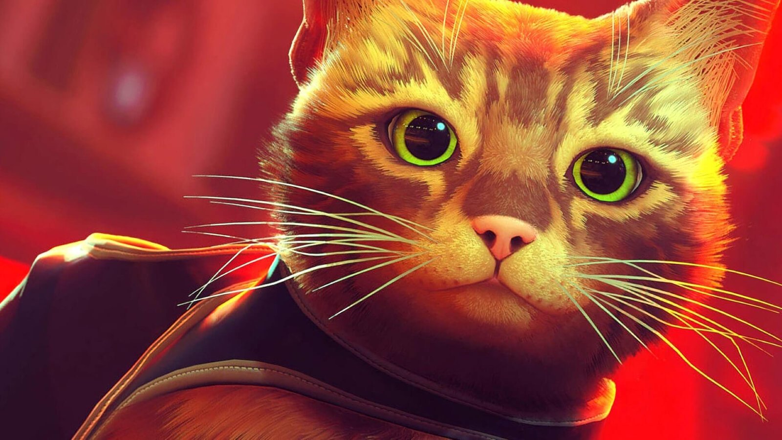 Os dez melhores gatos do mundo dos jogos eletrônicos